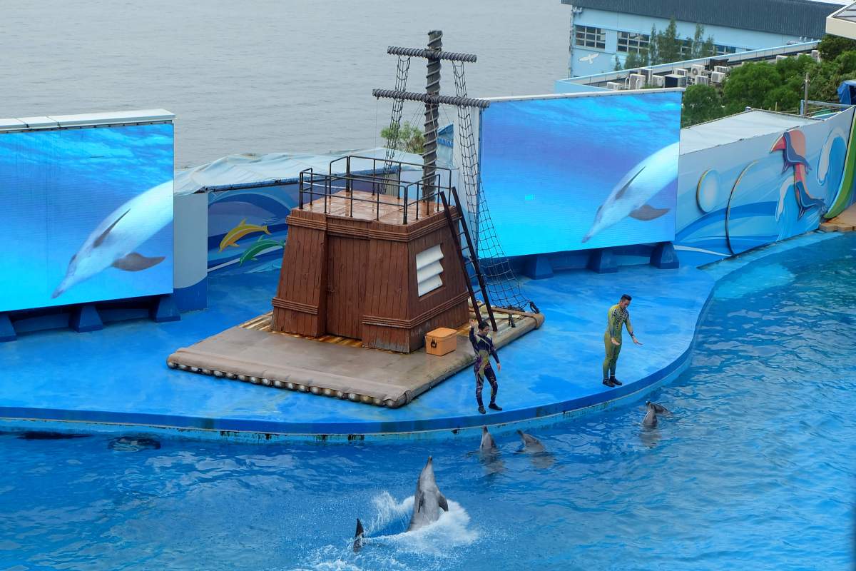 Ocean Wonders Dolphin Show