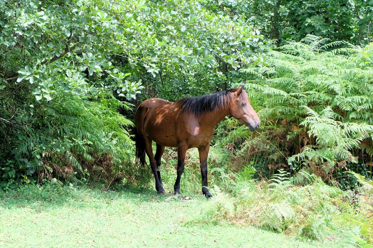 Okatse Canyon Horse