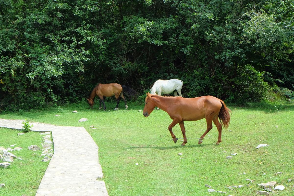 Okatse Canyon Horses